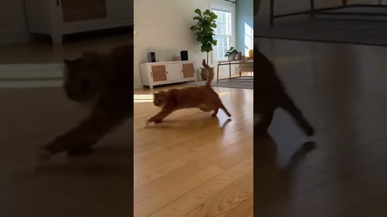 El inesperado estallido de energía de este tierno gurrumino