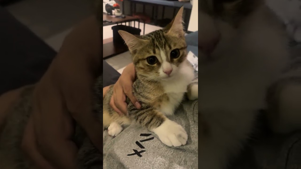 El tierno abrazo de este gato que rompe esquemas en redes