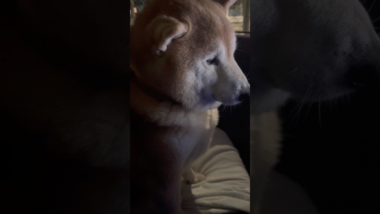 El increíble ritual de enfoque de Fuku, el Shiba Inu viajero
