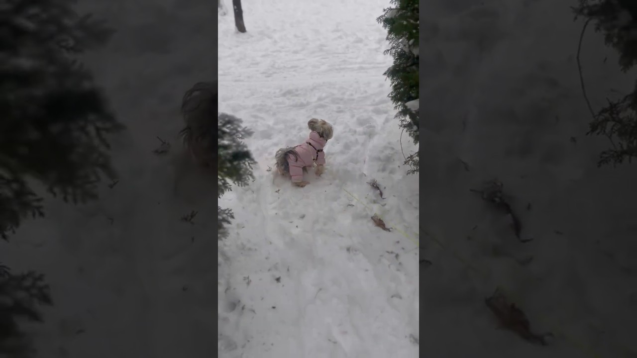 La conmovedora reacción de un Yorkie ante su primera nieve