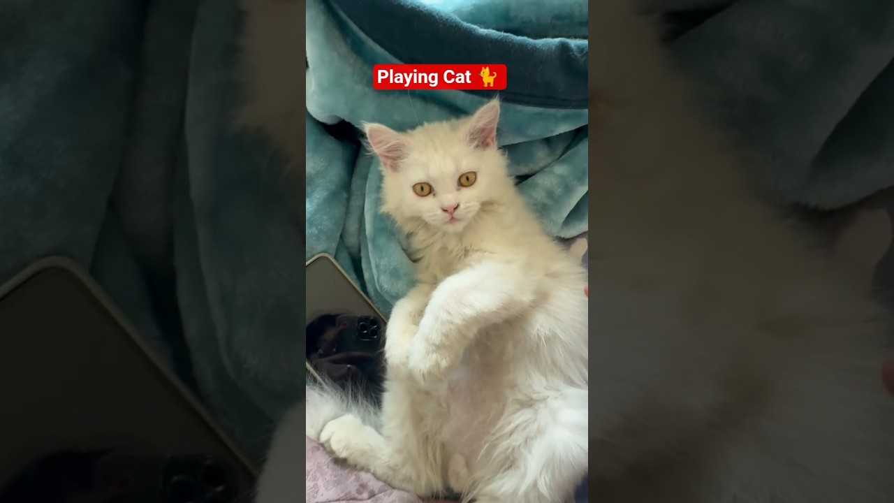 El tierno e inesperado juego de la gatita Lucifer