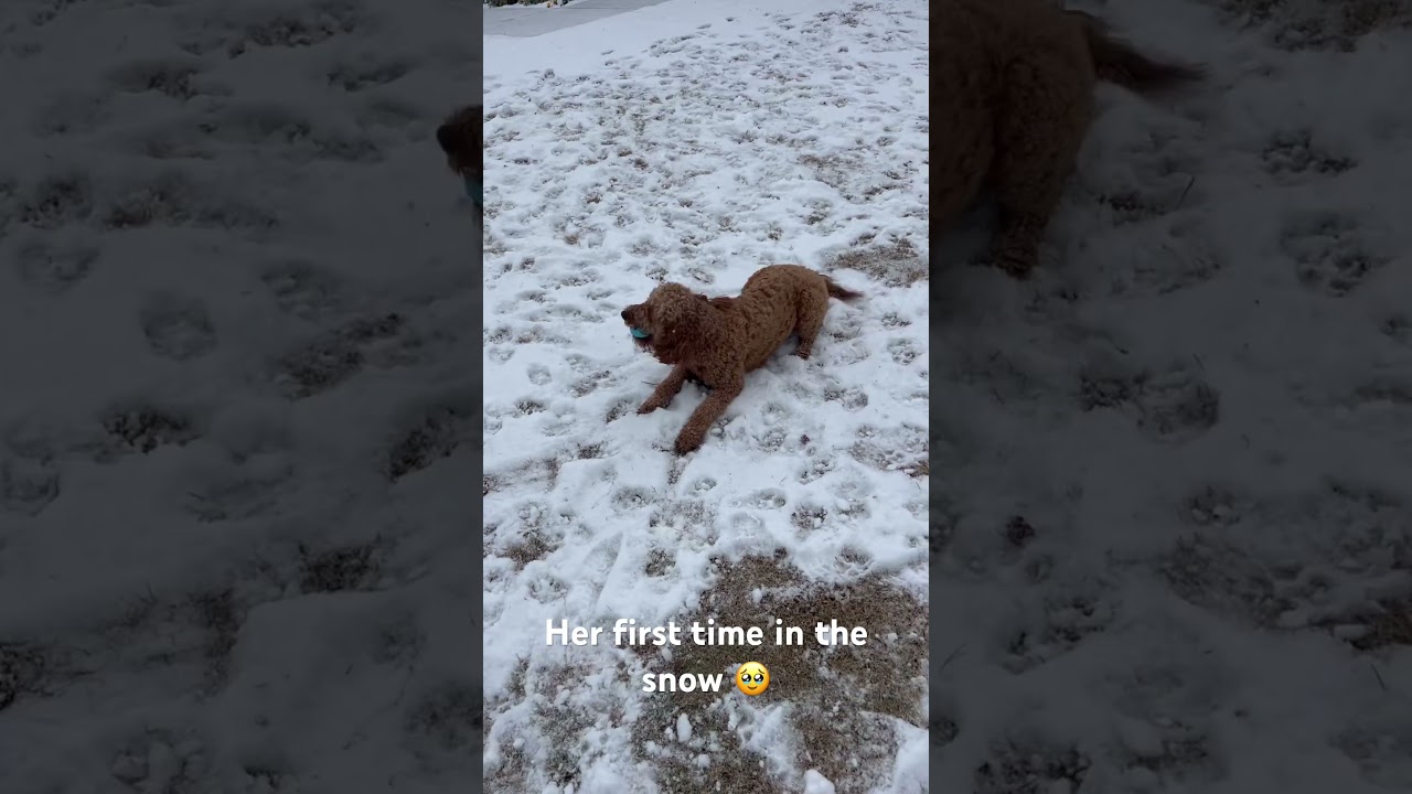 La increíble reacción de Peaches al descubrir la nieve