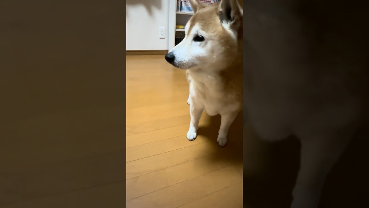 El increíble Shiba Inu que realiza inspecciones en casa