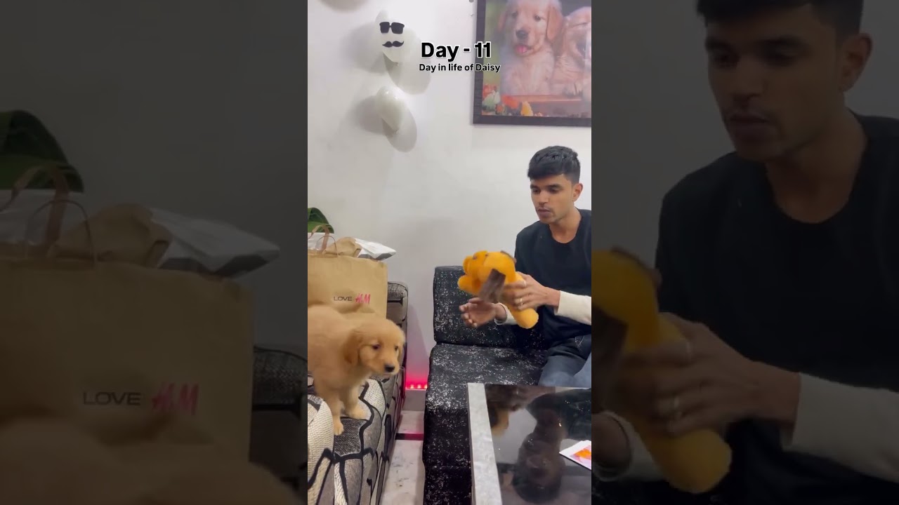 La increíble reacción de celos de este Golden Retriever