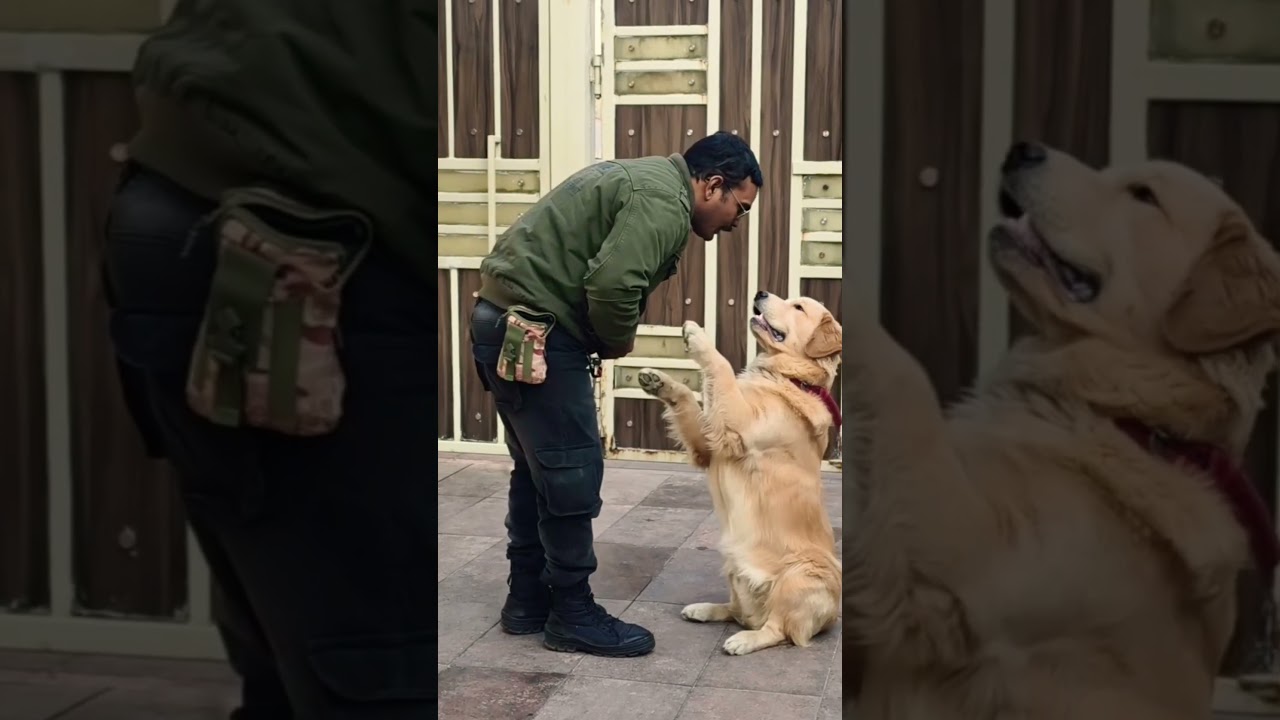 El fascinante secreto de la mirada del Golden Retriever