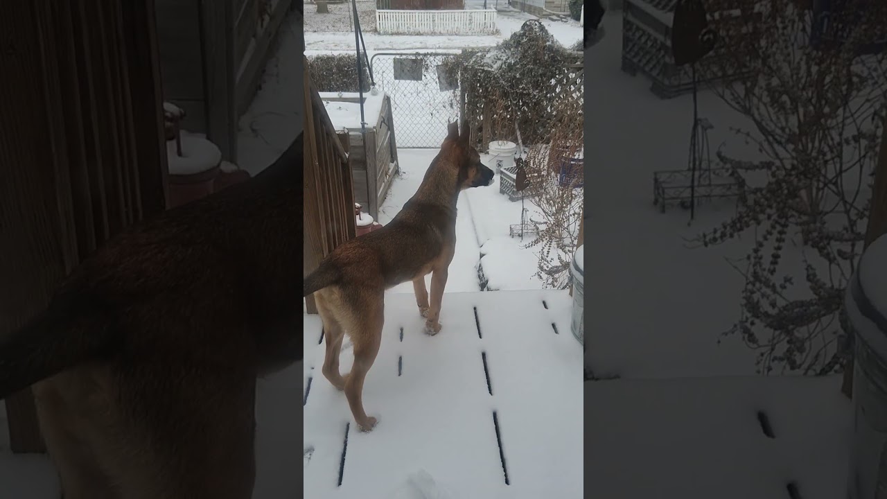La conmovedora reacción de un Firulais al descubrir la nieve