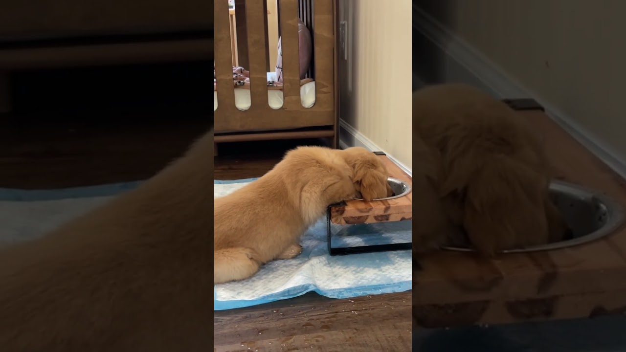 El increíble instinto acuático de un cachorro Golden