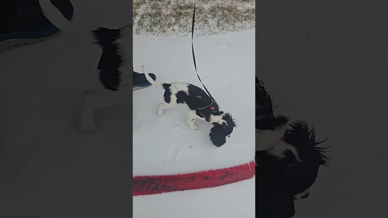 El conmovedor primer encuentro de Blueberry con la nieve