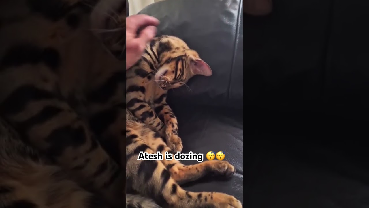 La increíble siesta de un pequeño leopardo doméstico