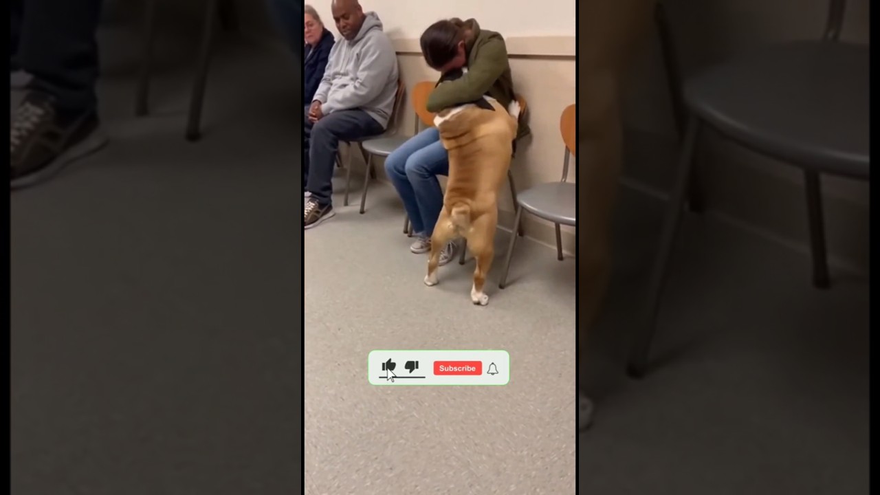 El inesperado momento donde los perros eligen a su familia
