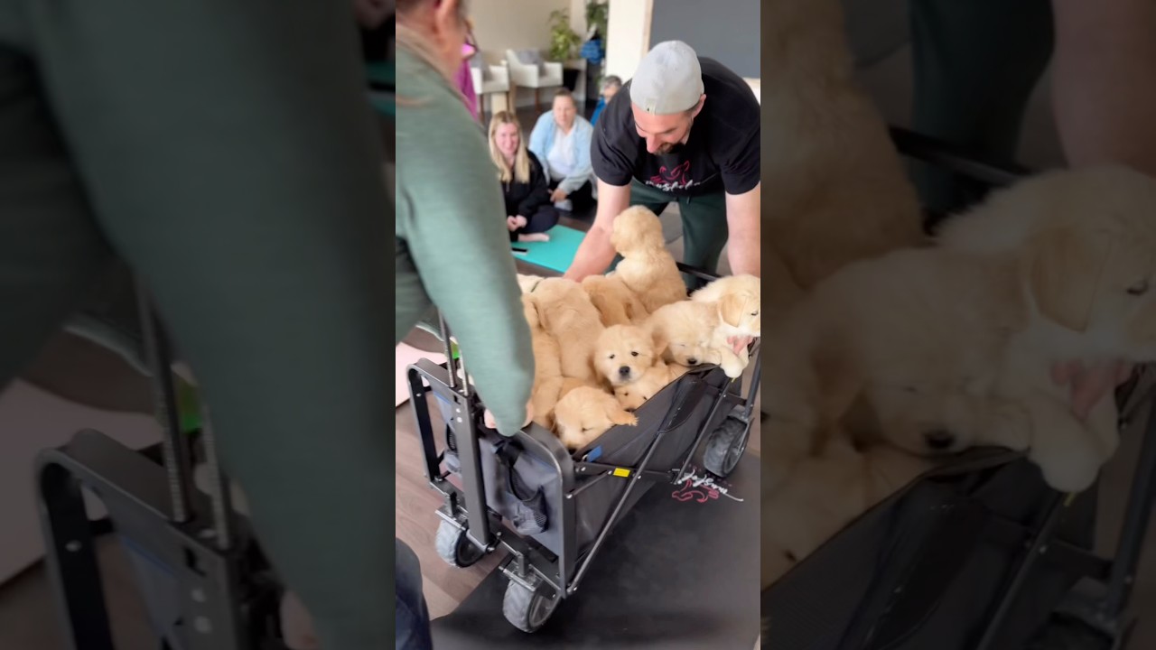 La invasión de Golden Retrievers que redefine la felicidad