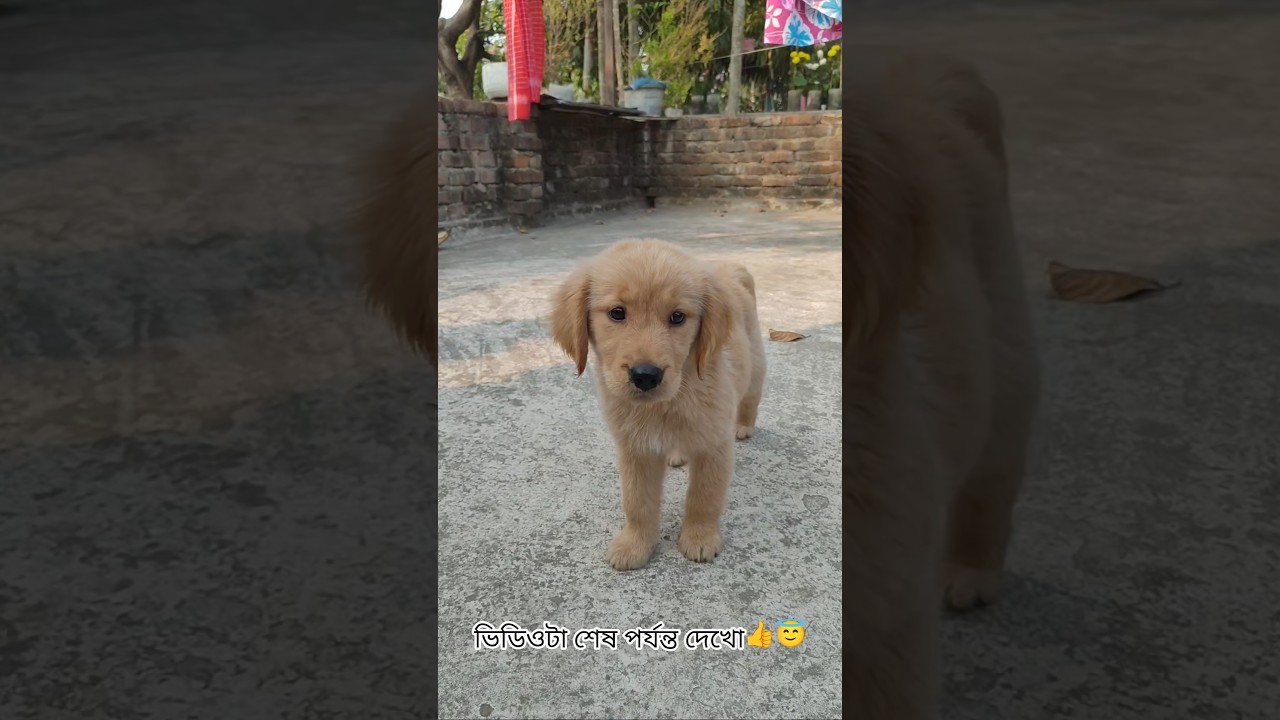 El irresistible encanto de Rani: el cachorro que enamora