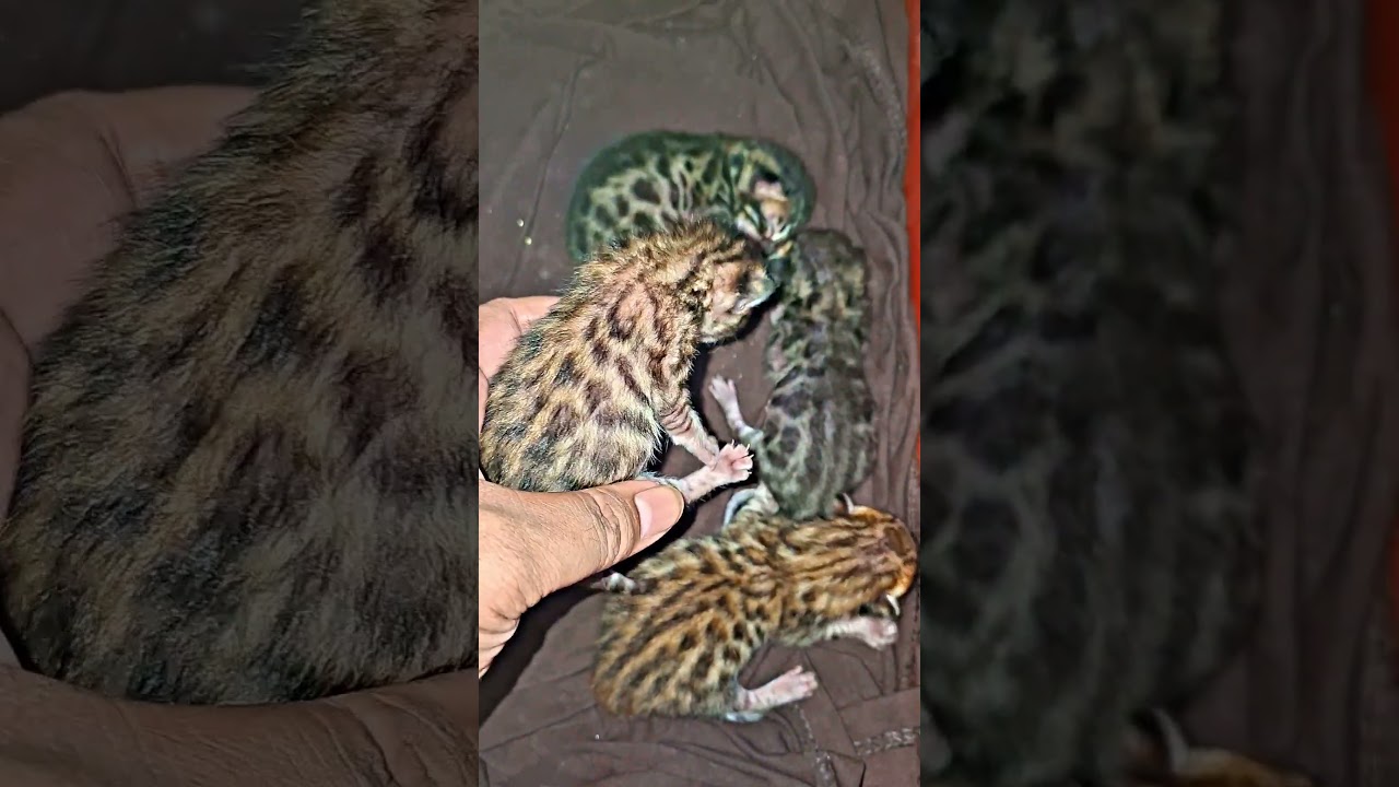 La fascinante herencia salvaje de este pequeño gatito Bengal