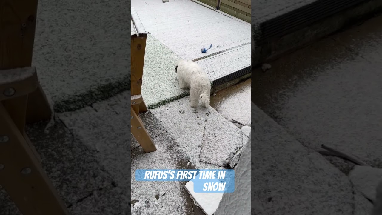 El increíble primer encuentro de un cachorro con la nieve
