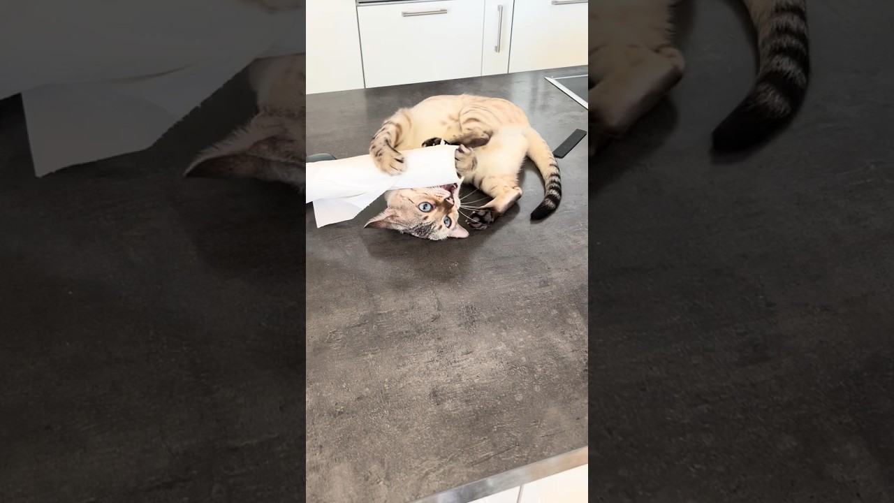 El increíble duelo entre un gato bengala y su archienemigo