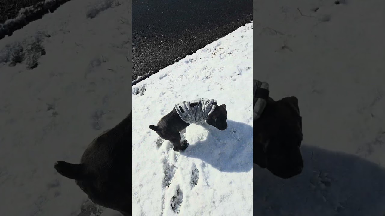La increíble reacción de un Cane Corso al conocer la nieve