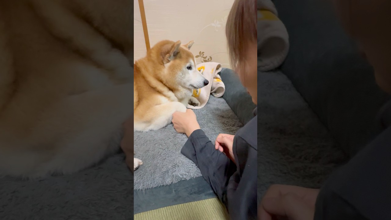 El fascinante secreto rítmico de este Shiba Inu viral
