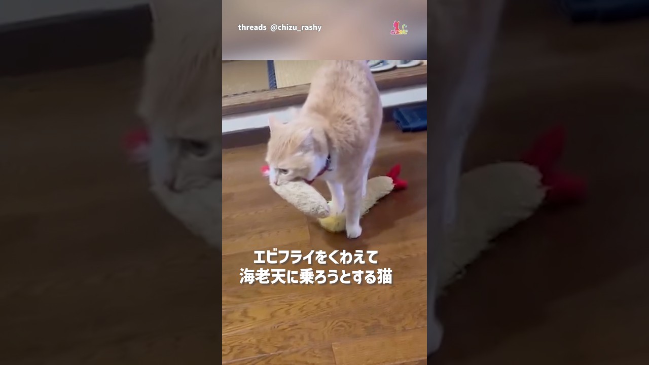 El increíble dilema de un gurrumino con su camarón gigante