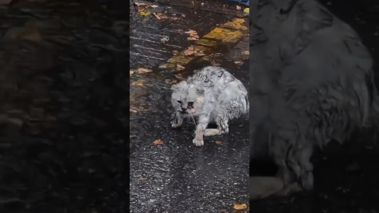 La emotiva transformación de un gatito tras su rescate