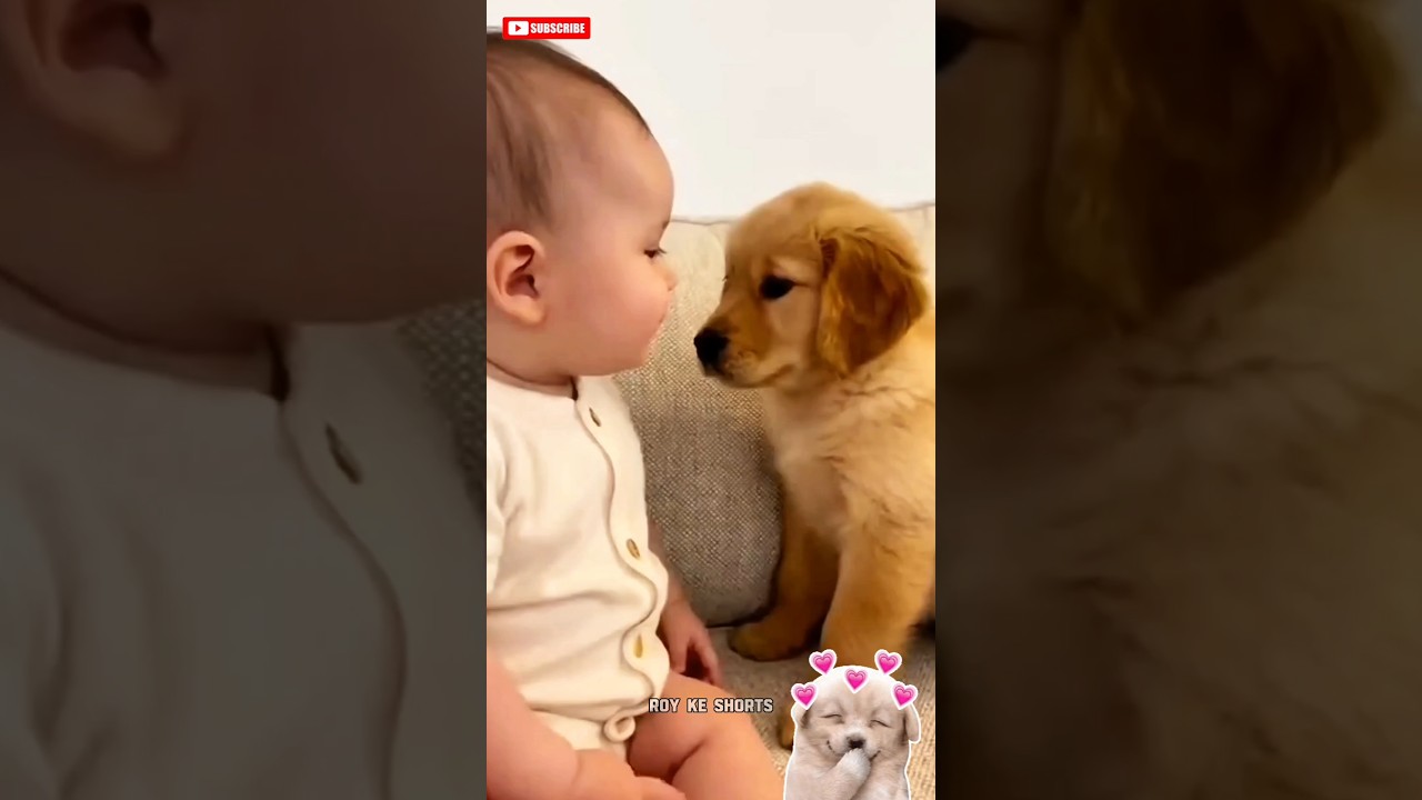 El conmovedor diálogo entre un cachorro Golden y un bebé