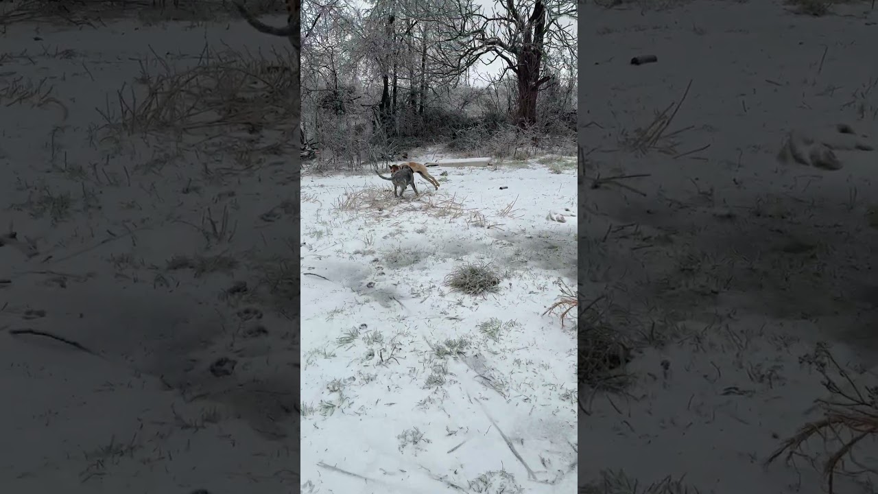 El increíble primer encuentro de estos cachorros con la nieve