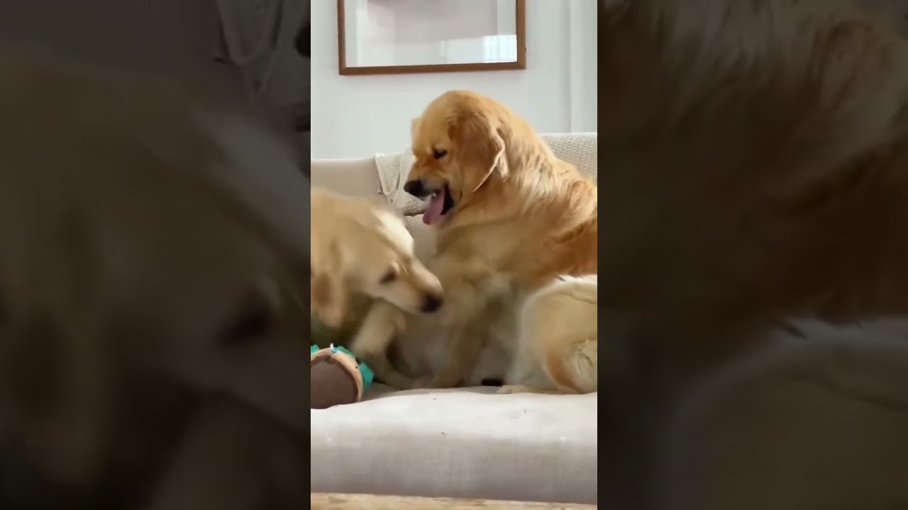 La increíble explosión de energía de estos pequeños gatitos