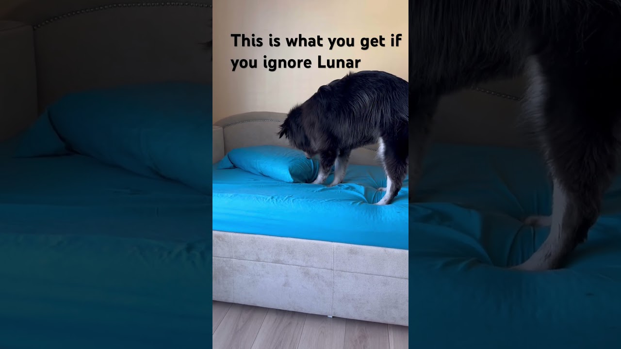 La increíble mezcla de Golden Malamute que enamora a todos