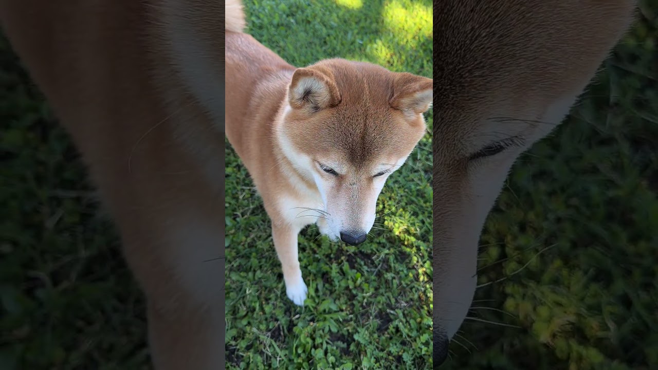 El conmovedor llamado que detiene el mundo para Chloe