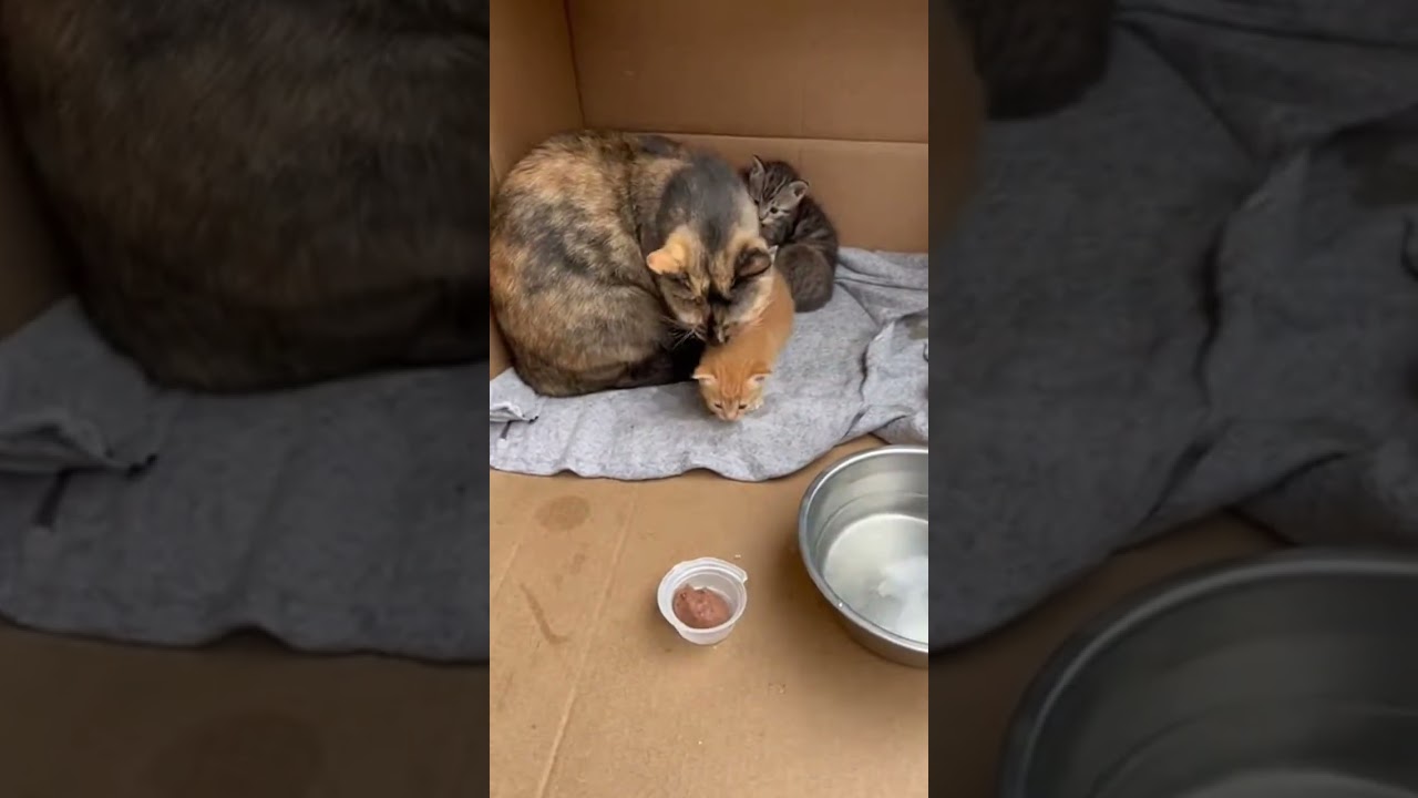 El conmovedor sacrificio de una madre gata que se hizo viral