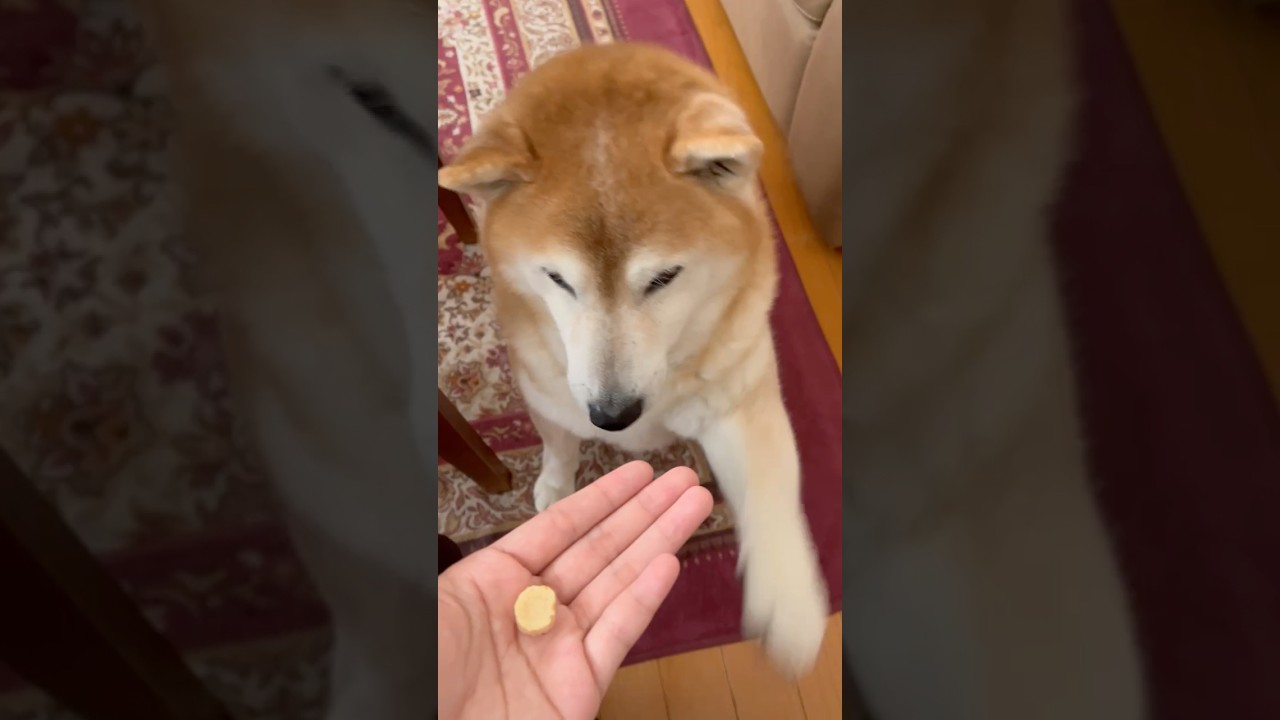 La respuesta más inesperada de un Shiba Inu a su dueña