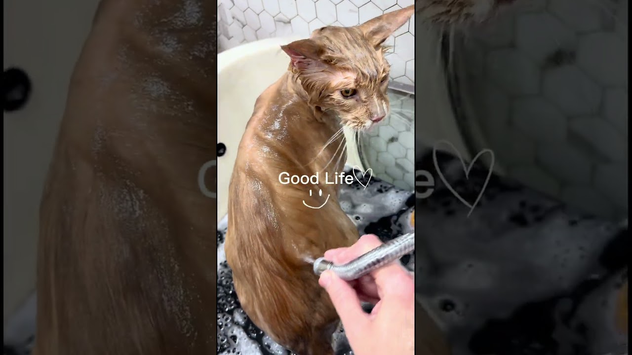 La increíble transformación de un Maine Coon gigante al bañarse