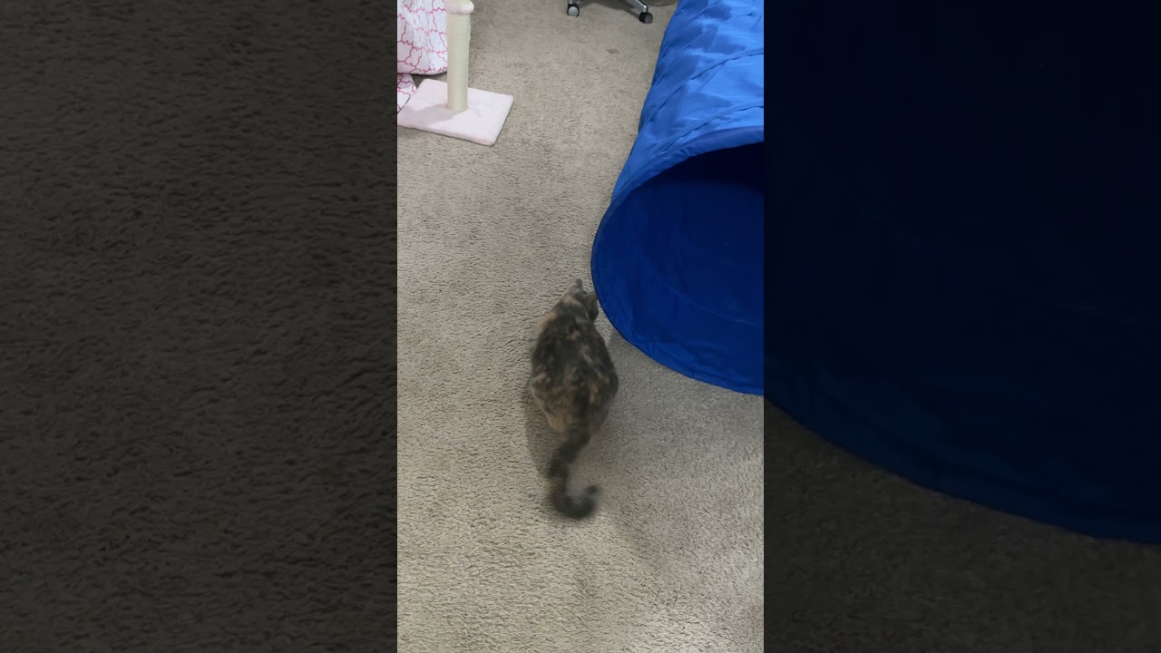 La ciencia detrás de los explosivos zoomies de los gatos