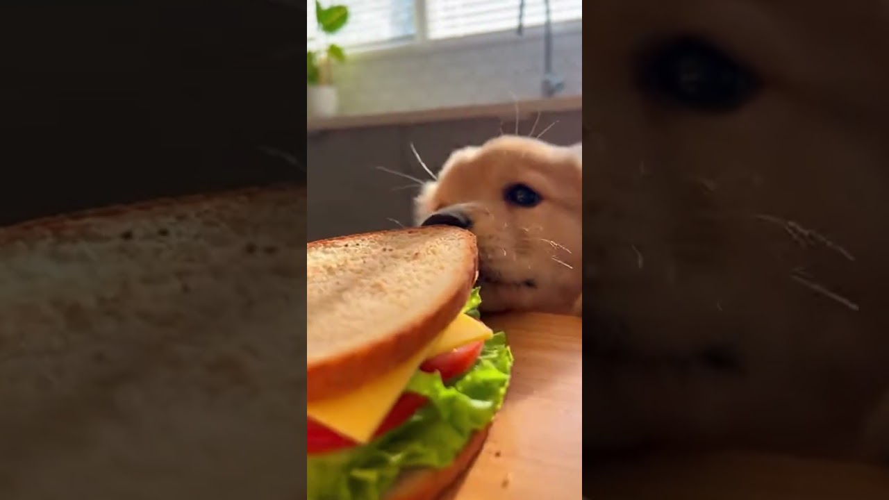 La increíble audacia de un cachorro tras un sándwich