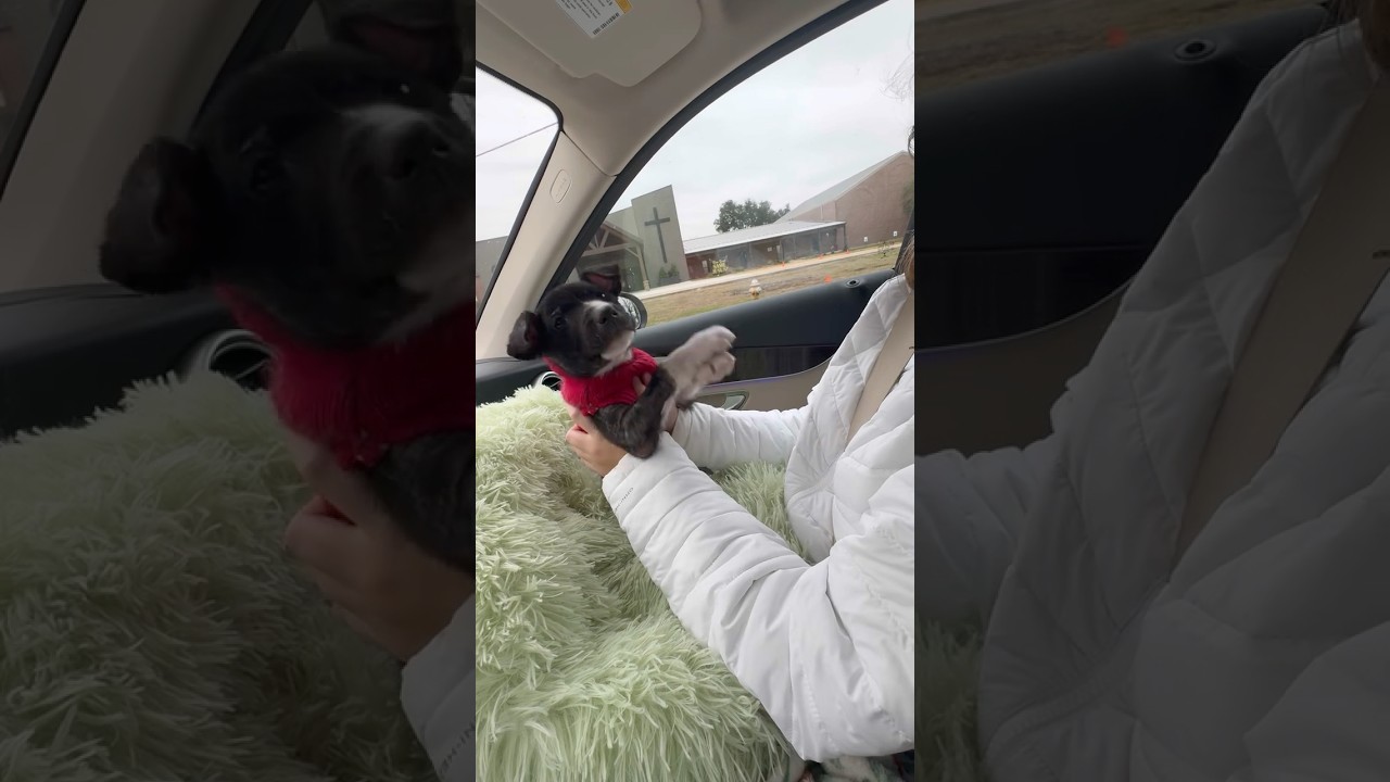 El emotivo gesto de un cachorro que espera un milagro
