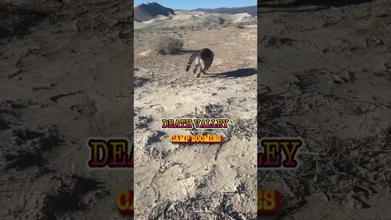 La inesperada explosión de energía de un gato acampando