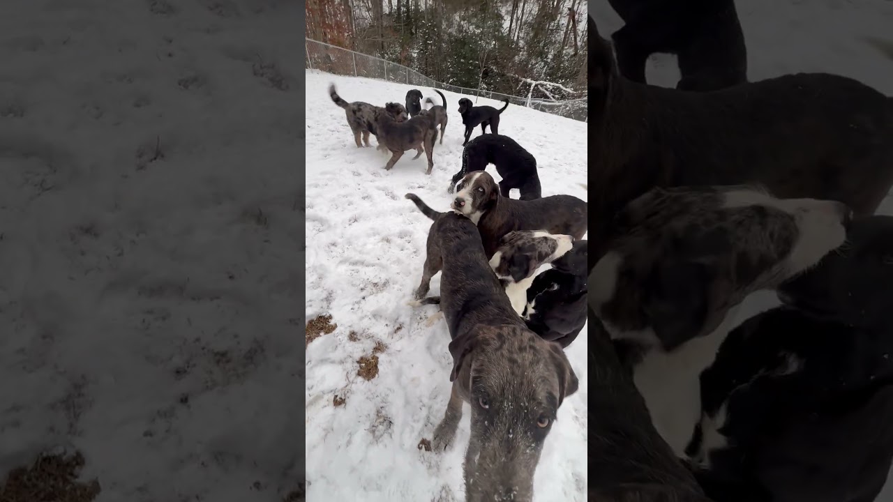 Conmovedor encuentro: Cachorros gigantes descubren la nieve
