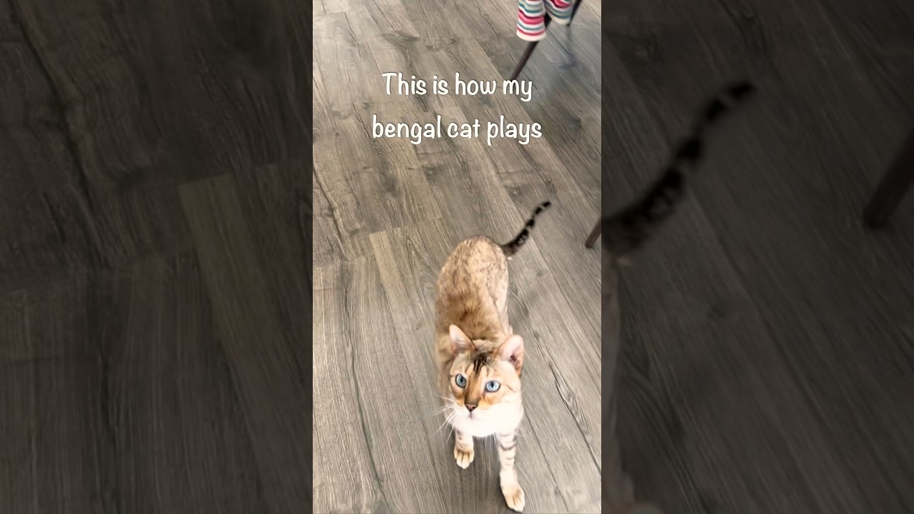La increíble agilidad del gato bengalí en pleno juego