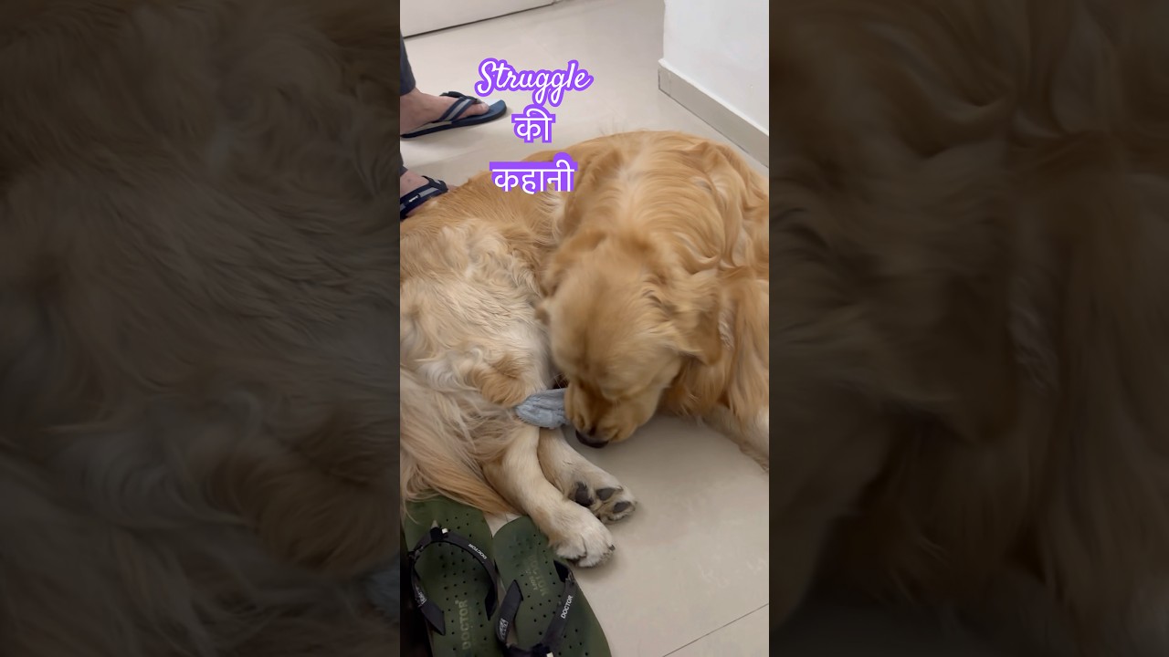 El inesperado momento de pura alegría de este Golden Retriever