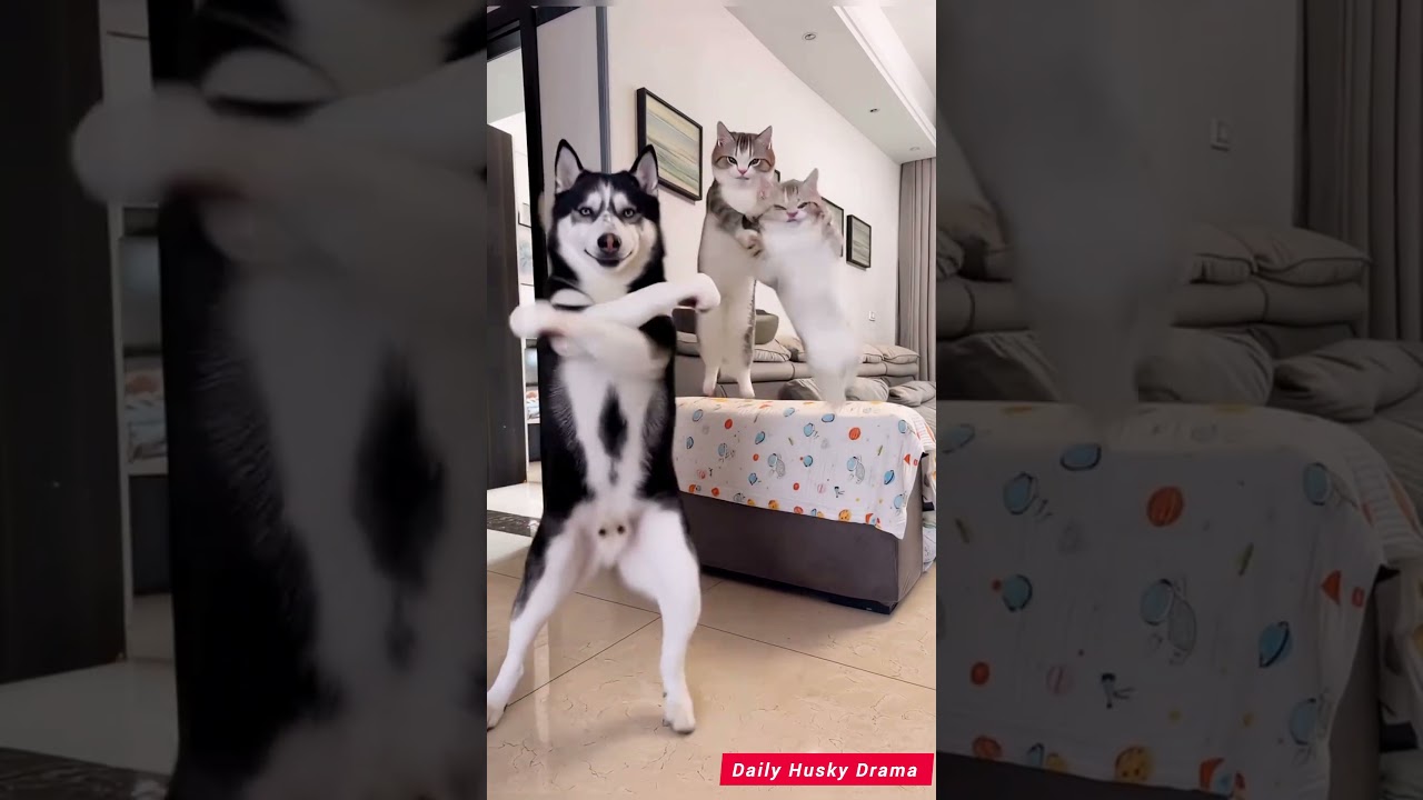El increíble impulso de un Husky al escuchar una orden