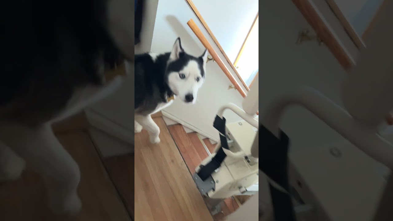El inesperado y potente aullido del Husky siberiano Ned