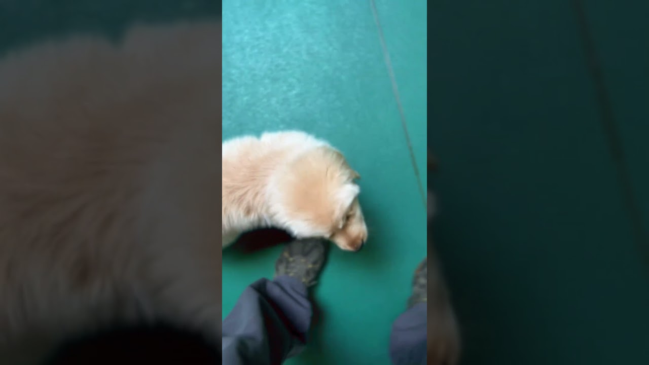 El increíble progreso de un Golden Retriever de 9 semanas