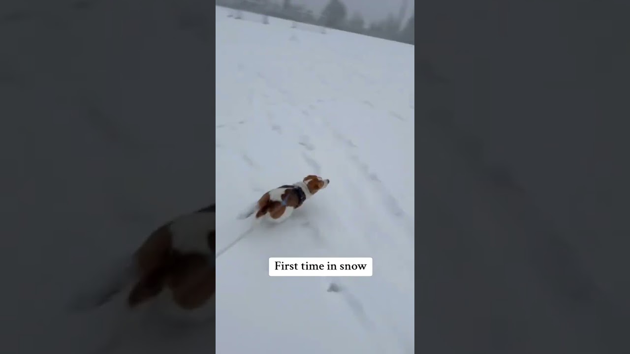 La conmovedora reacción de un Beagle ante su primera nieve