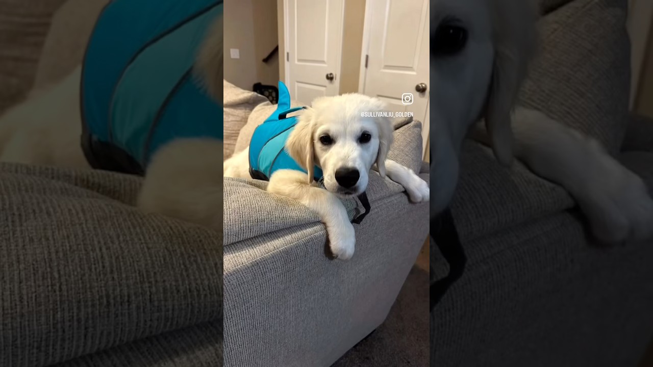 La conmovedora transformación del Golden Retriever Sullivan