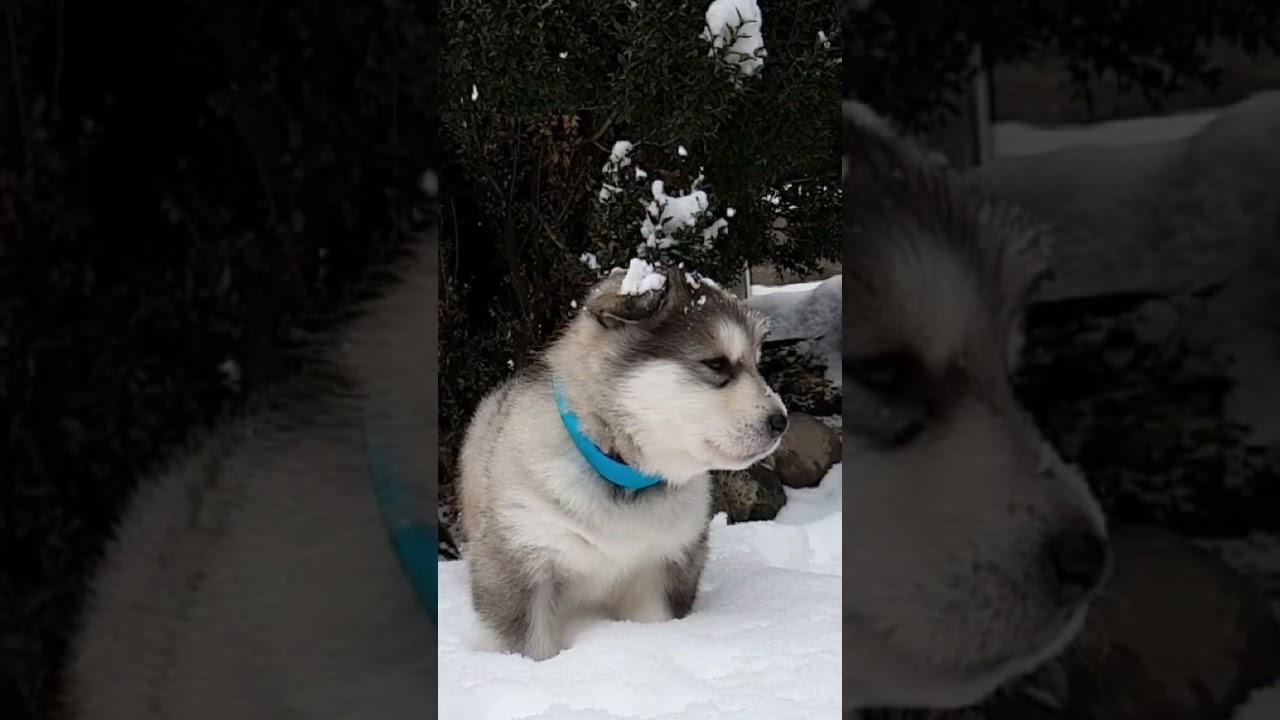 El conmovedor encuentro entre un Malamute y su herencia helada