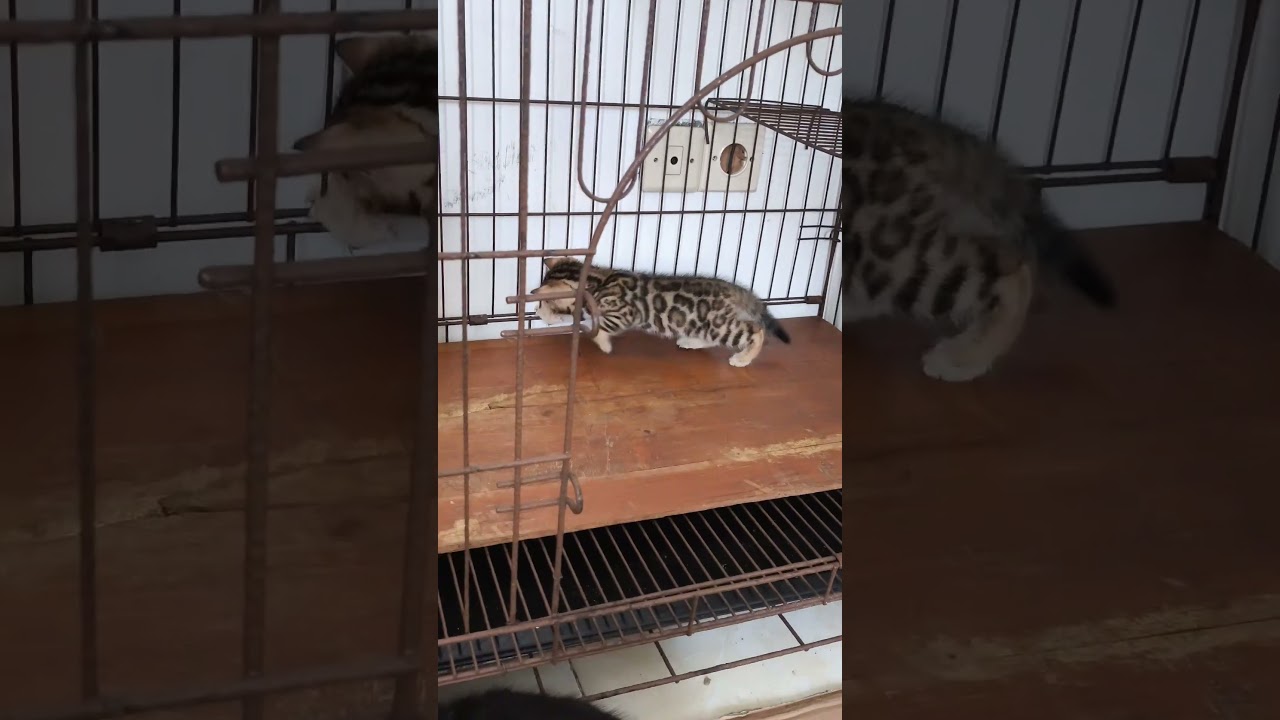 El increíble encanto del bengalí carbón que roba suspiros