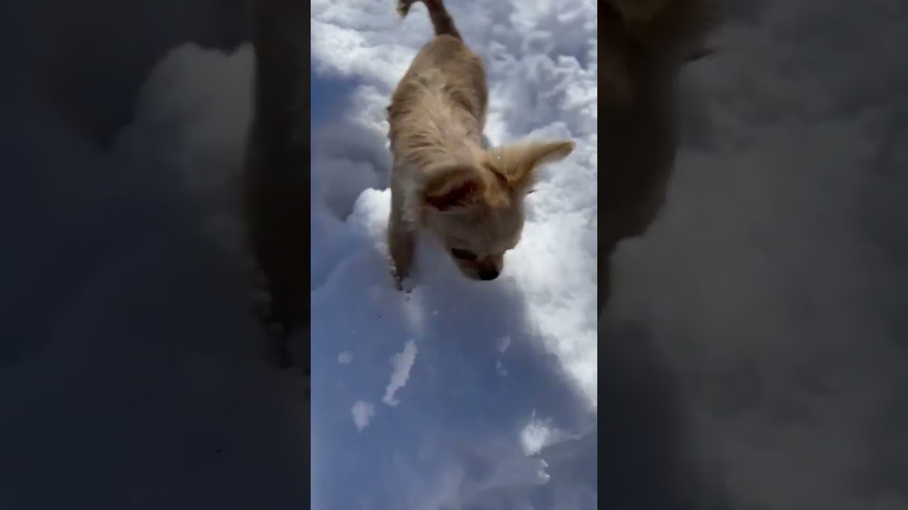 La asombrosa reacción de un Chihuahua al descubrir la nieve