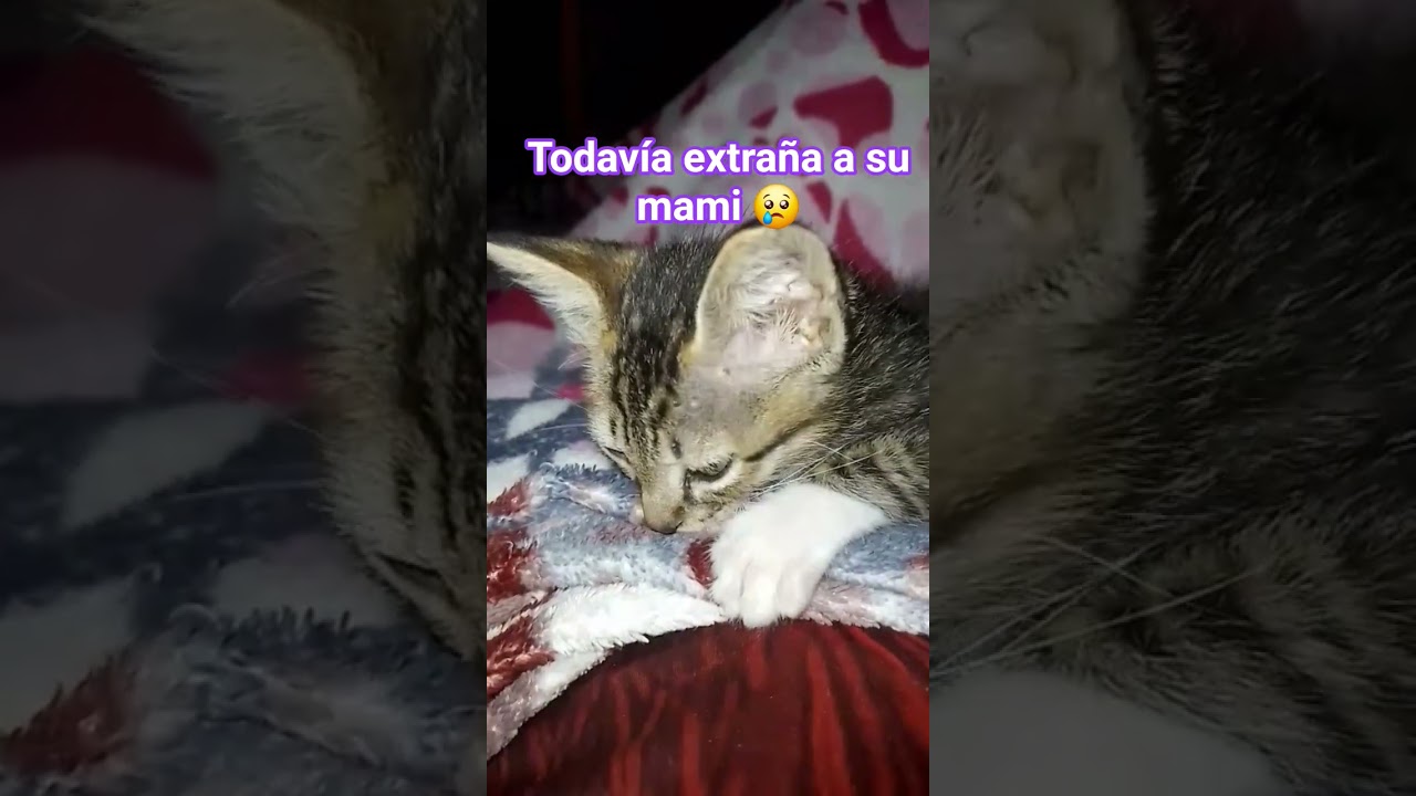 Nilo: El conmovedor gurrumino que busca el calor de su mamá