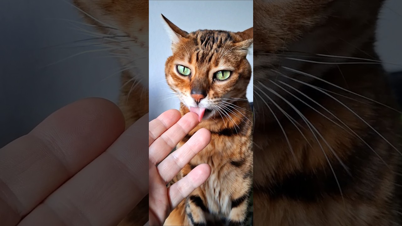 El conmovedor lenguaje de amor de este gato Bengalí