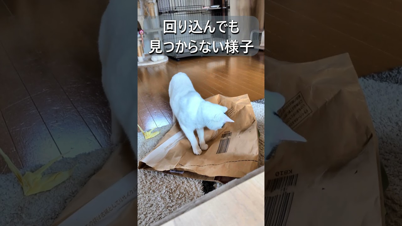 El fascinante secreto tras el juguete 'invisible' de este gato