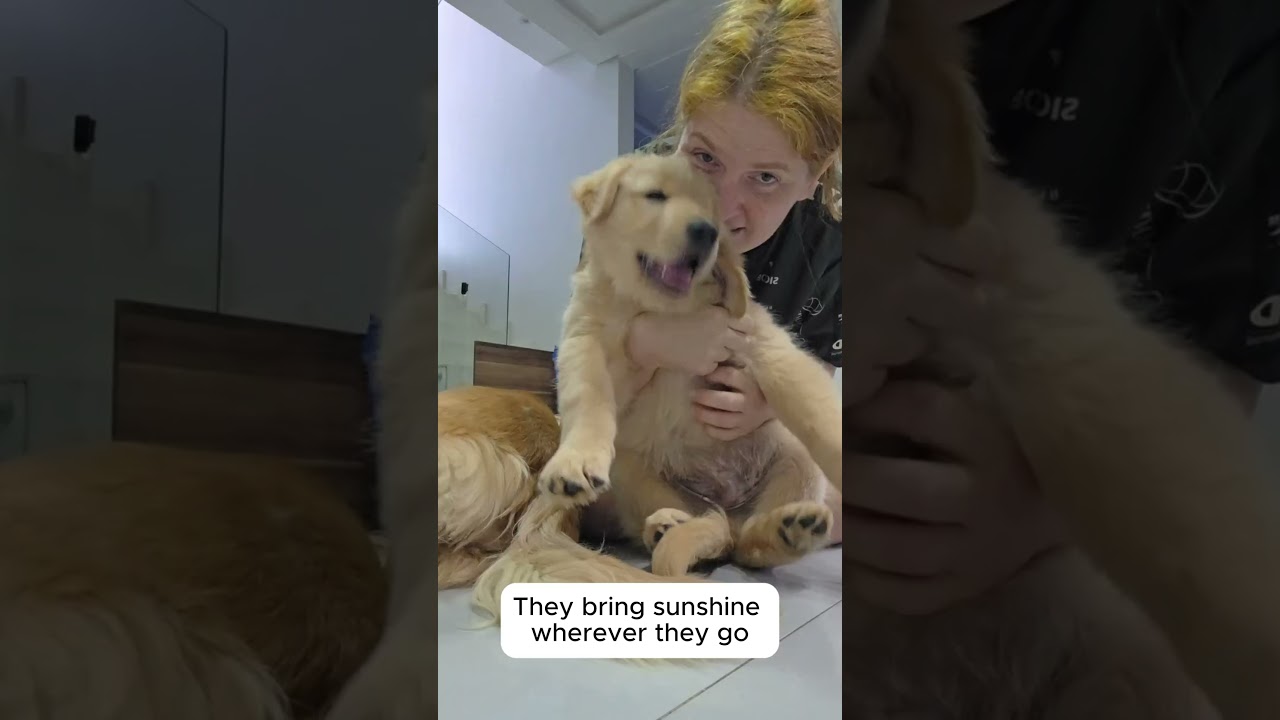 Efecto Golden: El emotivo inicio de una amistad incondicional